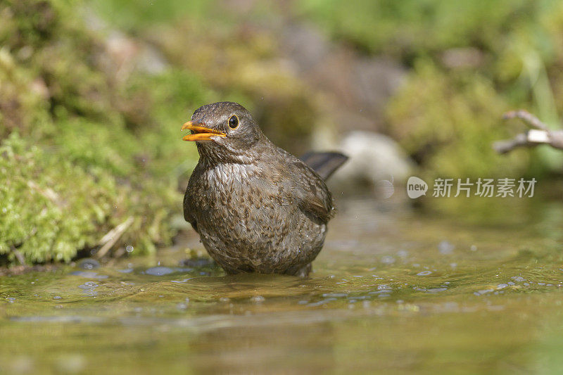 母黑鸟(Turdus turla)